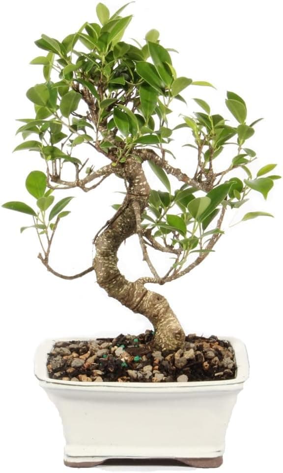 Best Pre-Bonsai Stock to Buy