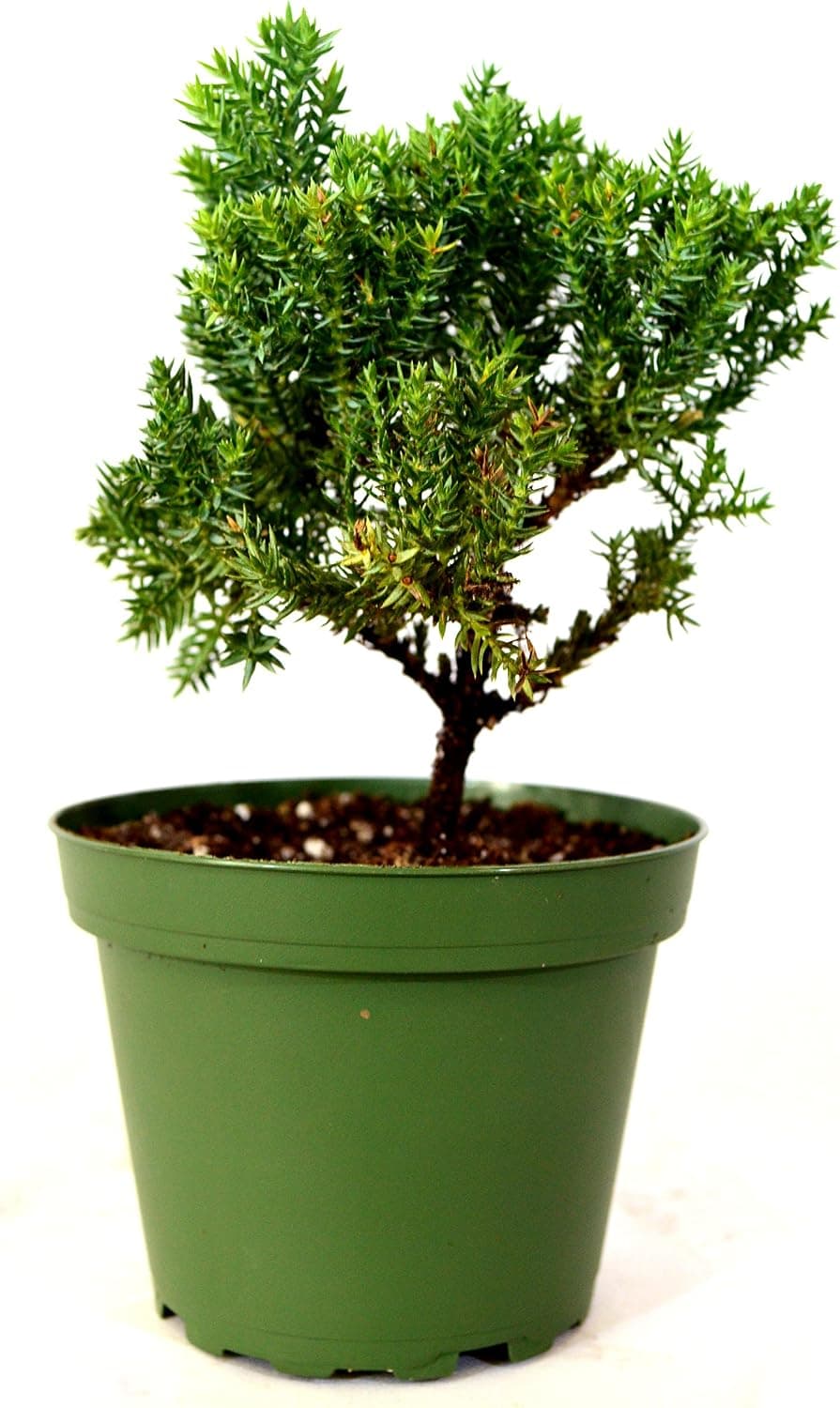 9GreenBox - Juniper Bonsai Starter - 4 inch Pot
