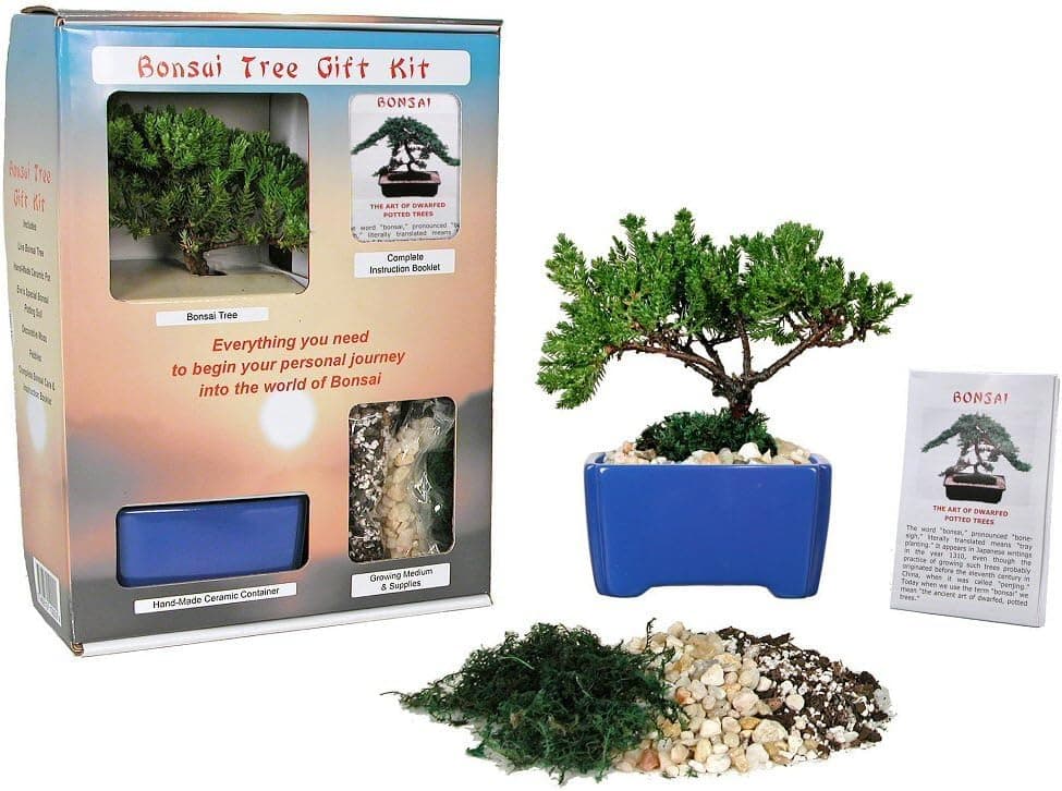 Eve's Bonsai Tree Starter Kit, Complete Kit with 2 Year Old Japanese Juniper in Gift Box