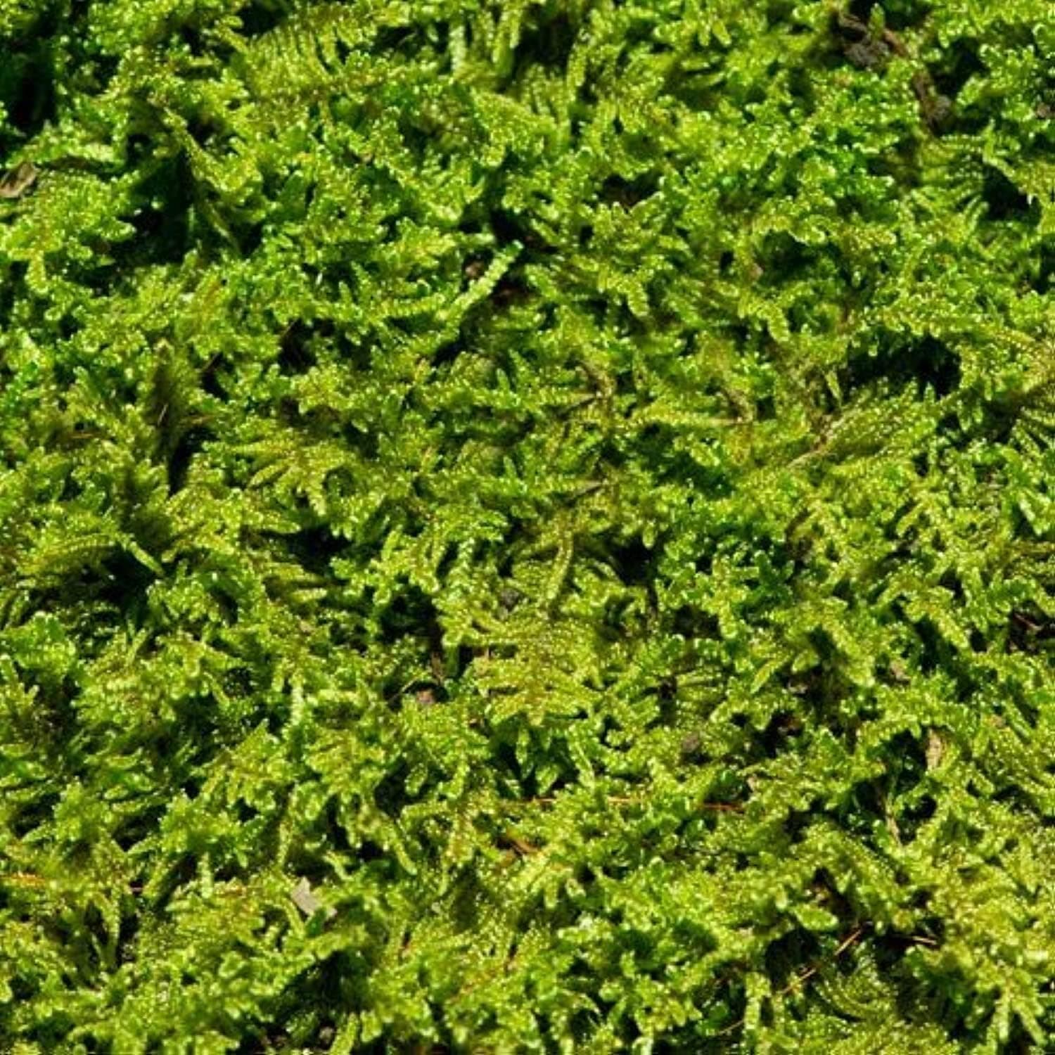 Best Decorative Moss for Bonsai Display