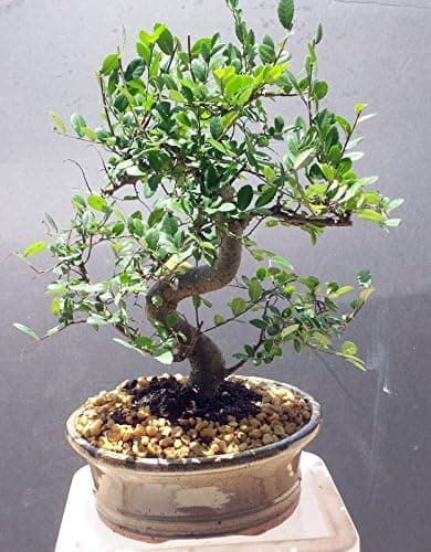 Indoorbonsaiexotics Imported Chinese Elm Bonsai Tree 12 Years Old