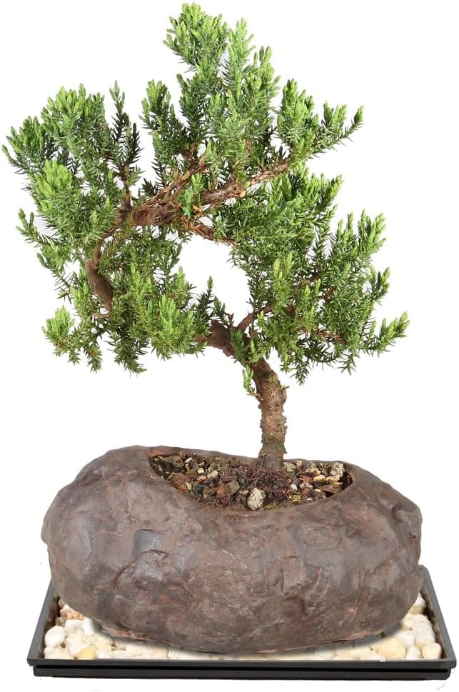 Brussel's Bonsai - Live Green Mound Juniper Bonsai Tree with Rock Pot and Bonsai Tray, 5 Years Old, 6-10 Inches Tall (Medium)