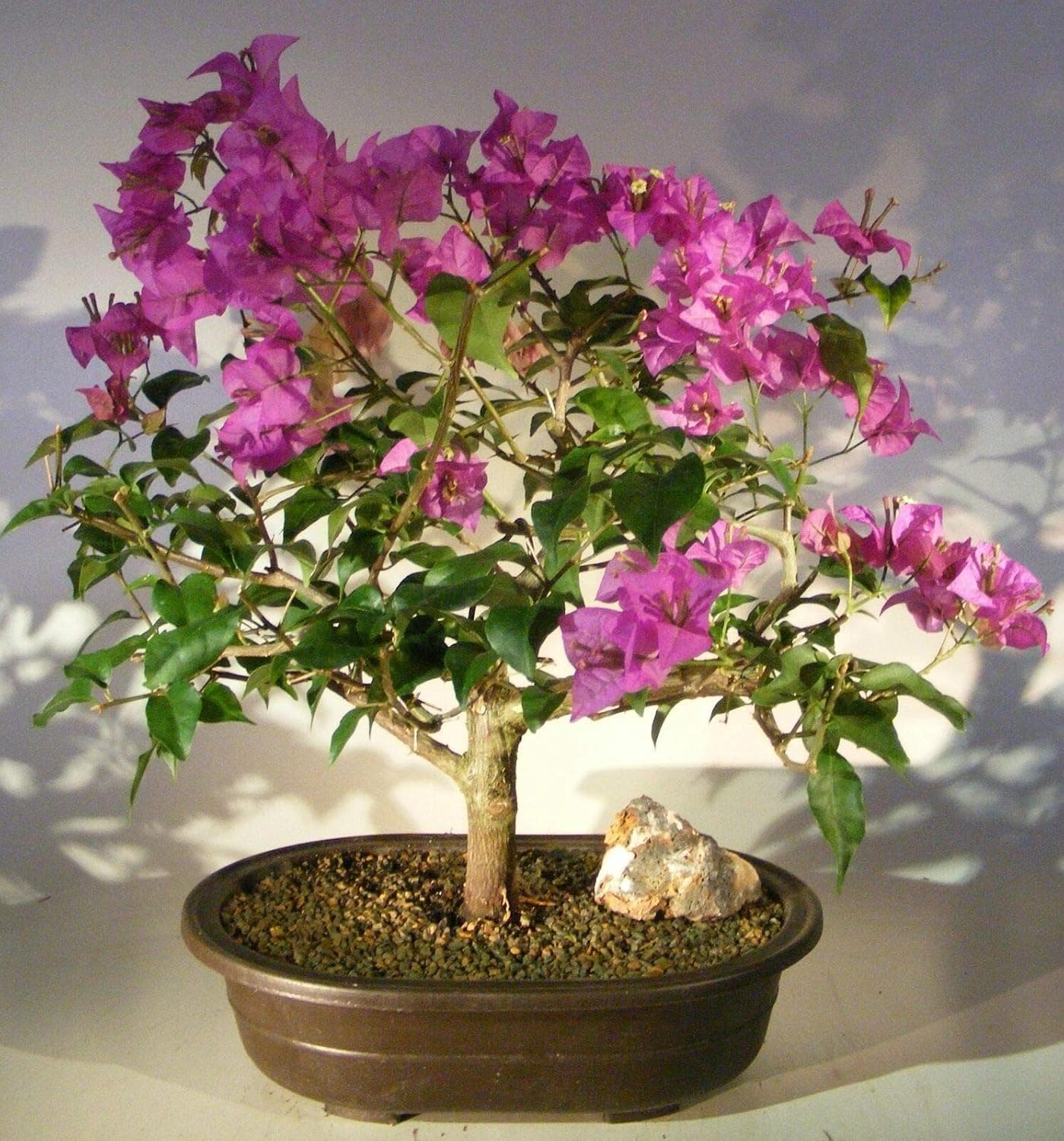 Best Flowering Bonsai Trees